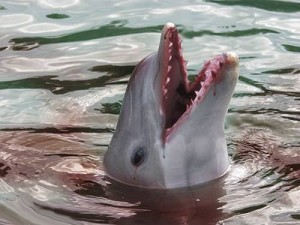 A dolphin, after feasting on careless zoo-goers.