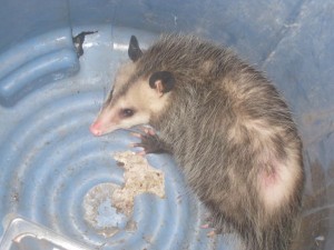 The opossum I found in my garage.  I caught it and released it like an unwanted Kindle.